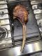 Rib Eye Steak, Tomahawk Cut