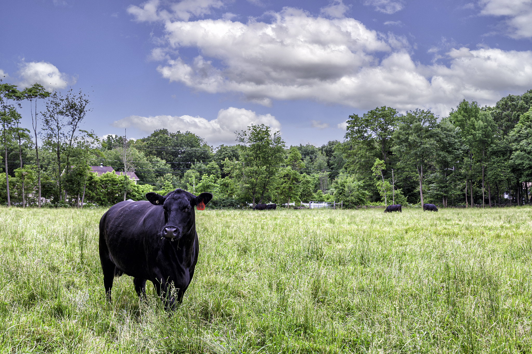 Hello, my name is Brandon Bouthillette and I manage my family’s farm in Smithfield, Rhode Island where we humanely raise antibiotic-free, no-added-hormones, pedigreed 100% Black Angus cattle and 100% American Heritage Berkshire pigs. Please read the rest of my letter to you.