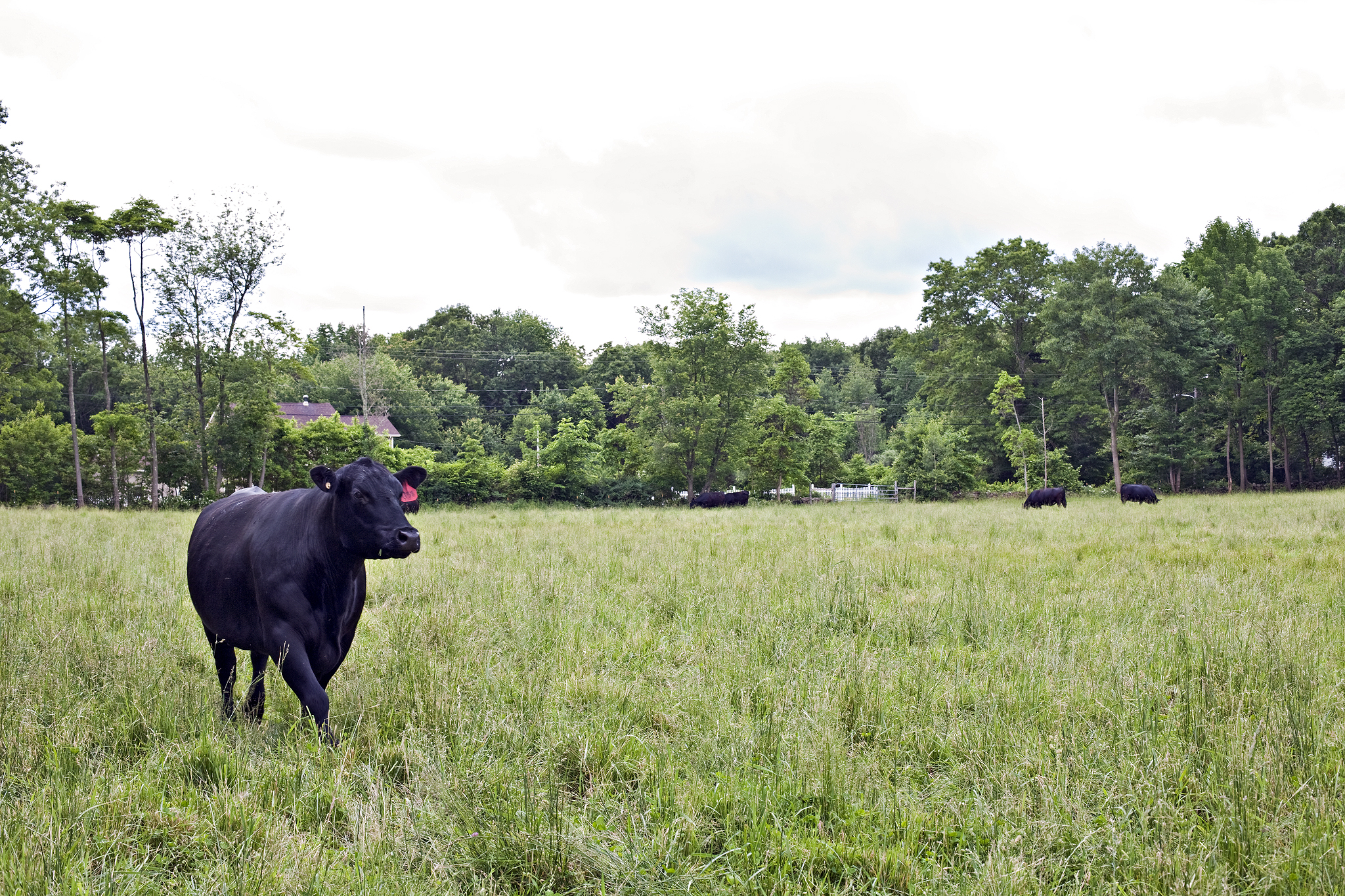 Hello, my name is Brandon Bouthillette and I manage my family’s farm in Smithfield, Rhode Island where we humanely raise antibiotic-free, no-added-hormones, pedigreed 100% Black Angus cattle and 100% American Heritage Berkshire pigs. Please read the rest of my letter to you.