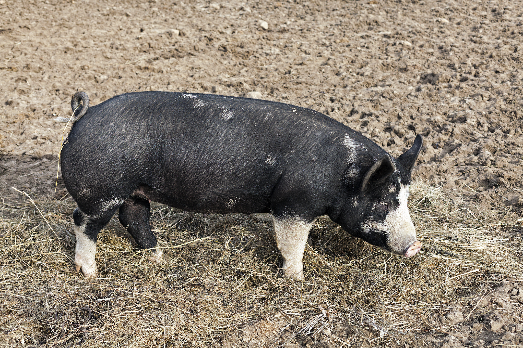 At Blackbird Farm we know everything about our animals. We can tell you the pedigree, when the animal was born, what it has been fed, how it was raised, when it was harvested and how the carcass was graded . . . we just need you to tell us how it tastes!